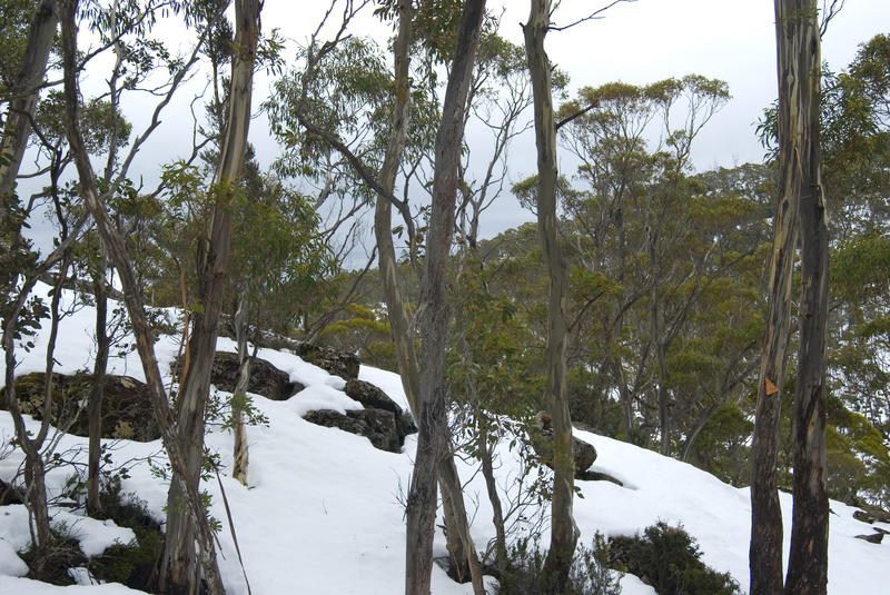highland gum trees in the winter snows, walls of jerusalem national park