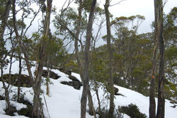 5873   winter gum trees