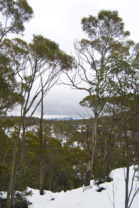 a winter scene in walls of jerusalem national park, tasmania