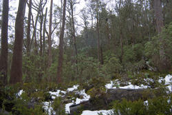 5875   wooded hillside