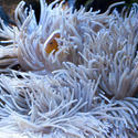 7390   Clownfish