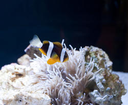 7391   Colourful anemonefish