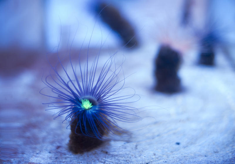 Anemone in an Aquarium attached by its basal disc to the floor with waving poisonous tentacles containing nematocysts with actinoporins surrounding an oral disc and mouth