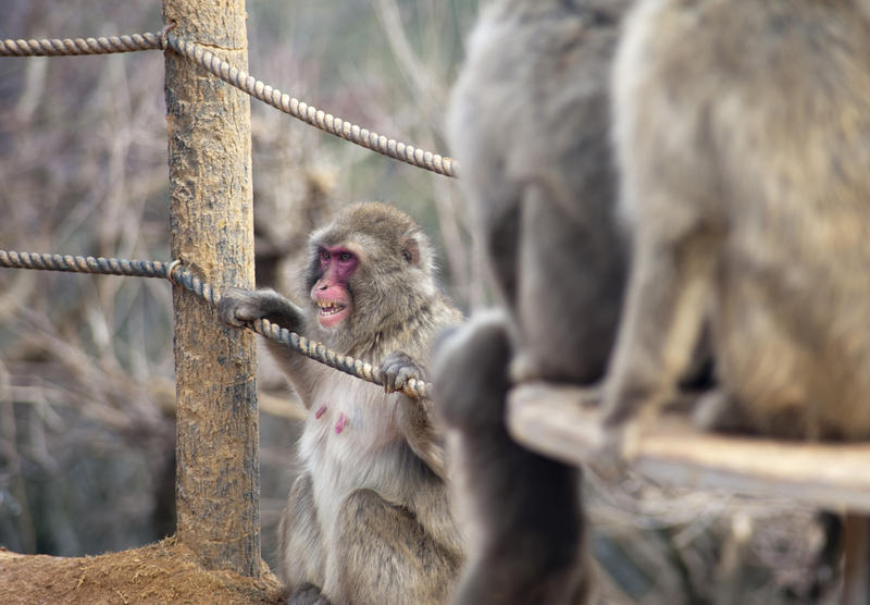 an angry looking snow monkey