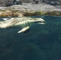 7407   Dolphin swimming in an aquarium tank