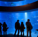 7429   Group of visitors viewing a marine aquarium