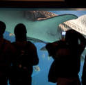 7418   Tourists viewing a whale shark