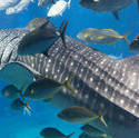 7393   Whale shark feeding