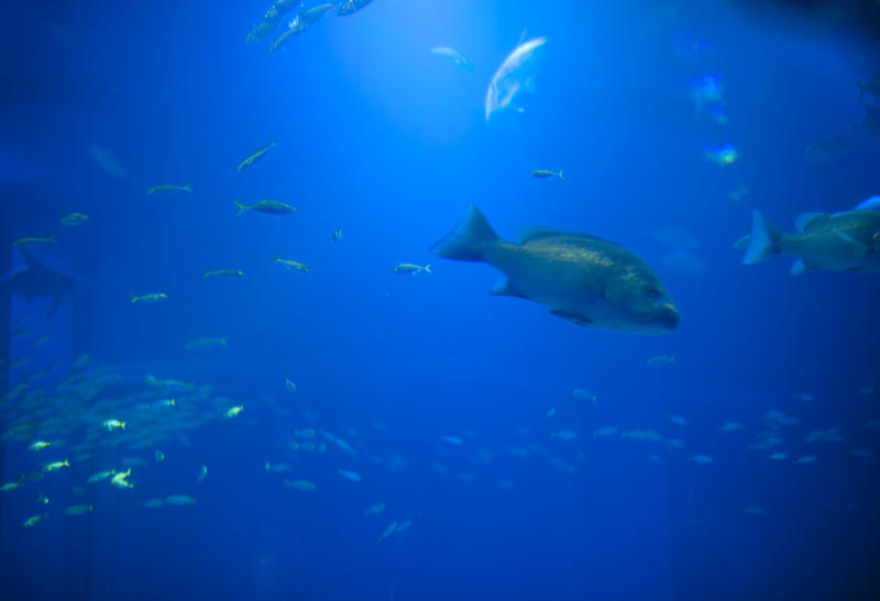 colorful blue background with abstract fish shapes in the murky water