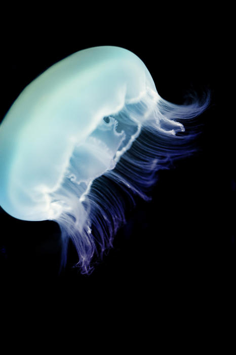 Closeup of a Moon jellyfish, or common jellyfish of the Aurelia species, swimming underwater in a marine aquarium with copyspace