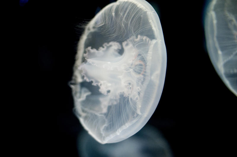 The saucer shaped transparent medusa of the common Moon jellyfish or Aurelia aurita swimming underwater