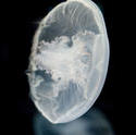 7430   Moon jellyfish or Aurelia aurita