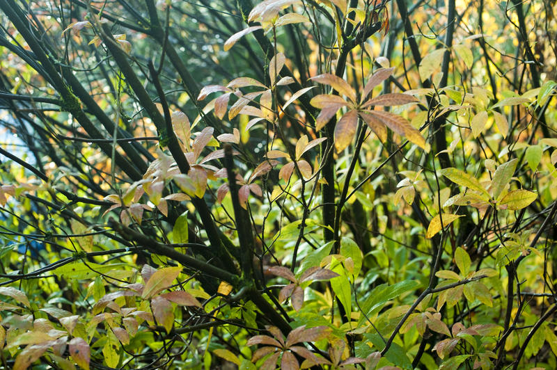 Close-up shot of tree with green and yellow leaves