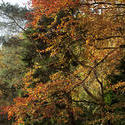 5156   Autumn Foliage In The Forest