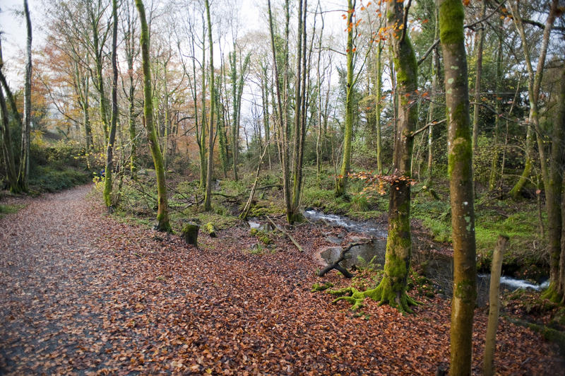 Forest creek and fallen leaves - beautiful landscape