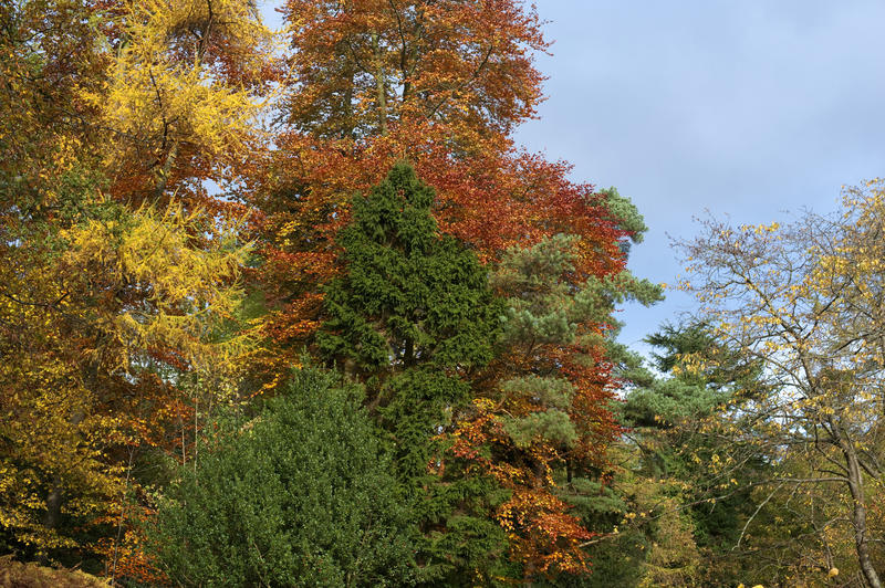 Background of colourful autumn trees with their red and yellow leaves against blue sky
