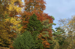 5159   Colourful Autumn Trees