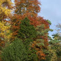 5159   Colourful Autumn Trees