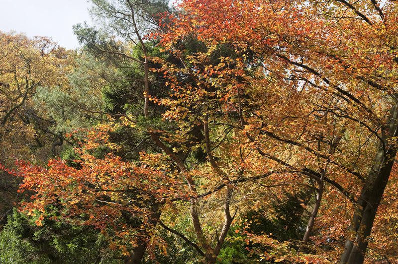 Big beautiful tree with dry yellow leaves