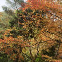 5176   Tree with yellow leaves