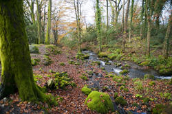 5160   Forest Stream In Fall