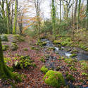 5160   Forest Stream In Fall