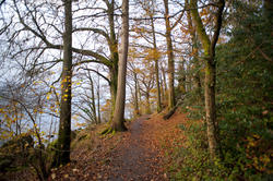 5161   Path Through Autumn Forest