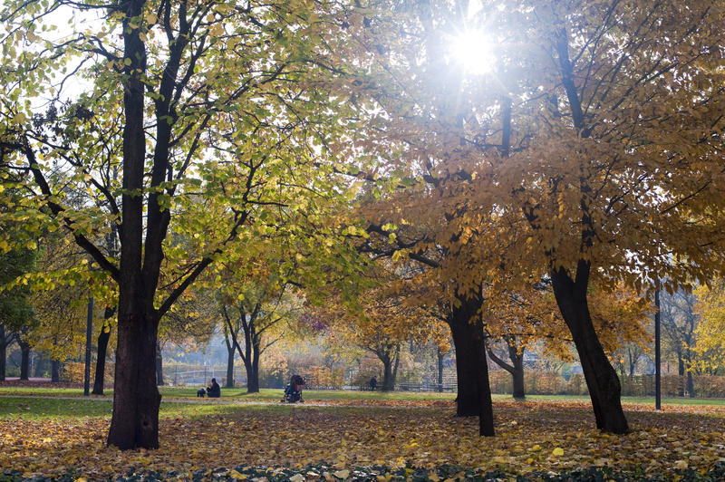 Sun shining through tree branches in open autumn woodland with colourful yellow and red foliage