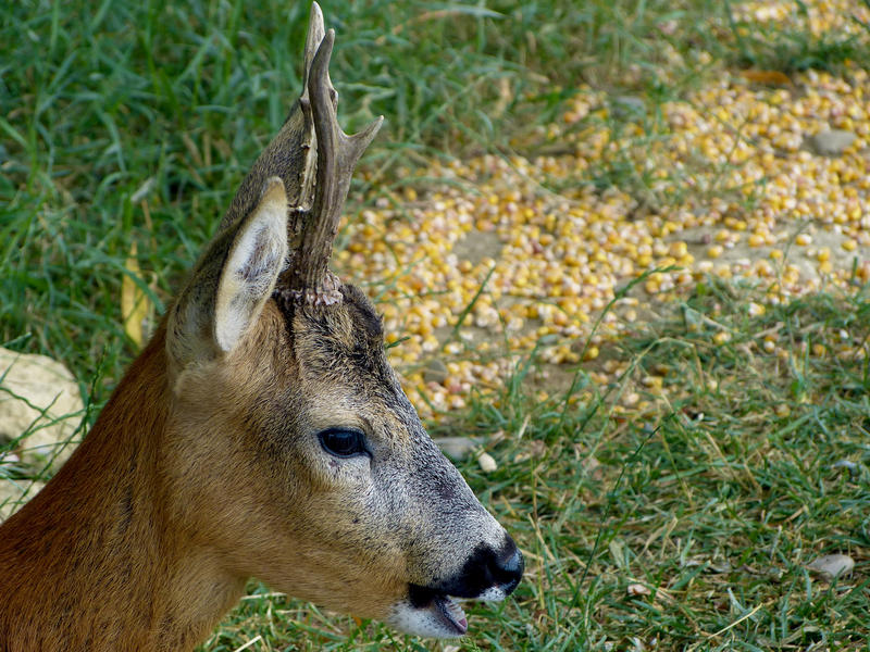 <p>Bamby, baby deer</p>baby deer