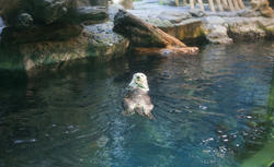 7385   An otter floating on his back