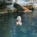 7385   An otter floating on his back