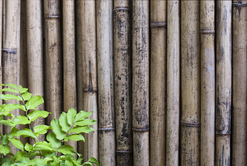 Dried bamboo background of an upright fence made from cut canes which are used for both construction and furniture