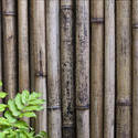 6306   Dried bamboo background