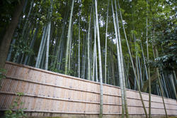 6017   bamboo fence