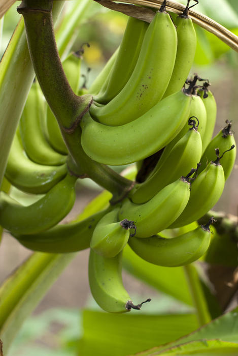 Closeup view of a cluster of fresh ripening bananas growing on a banana palm attached to a central stalk