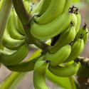 6314   Cluster of fresh bananas