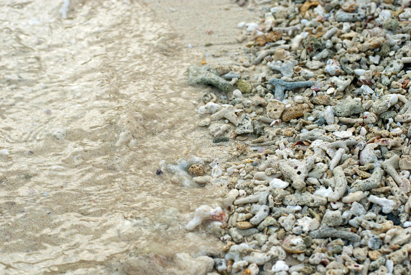 Broken coral littering a beach washed up by the tides due to wave action and storms