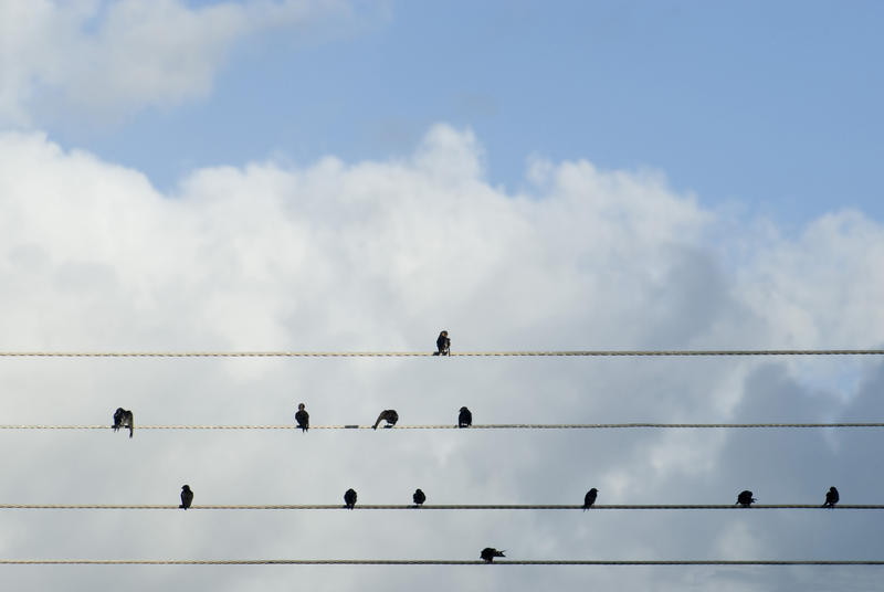Flock of birds in silhouette sitting on overhead cables against blue cloudy sky as they take a break to rest and preen themselves