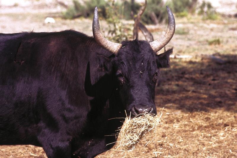 <p>Black bull, Camarque, 1986 (originally slide) </p>