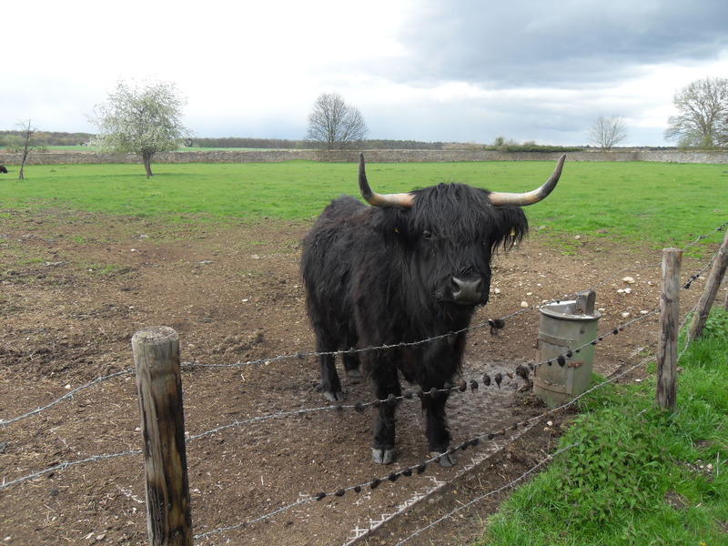 <p>Black Highland Cattle seen in a field in Germany,</p>