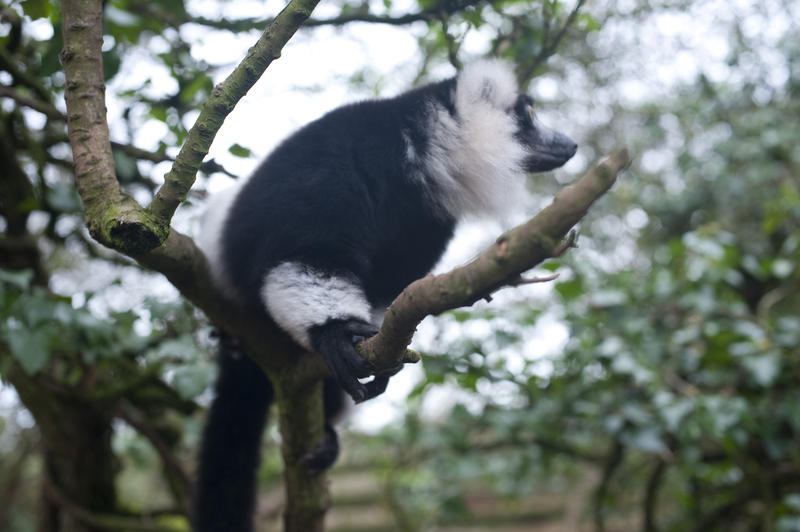 Side view of a black and white Madagascan lemur in a tree in captivity perched on a branch
