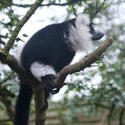 6252   Madagascan lemur in a tree