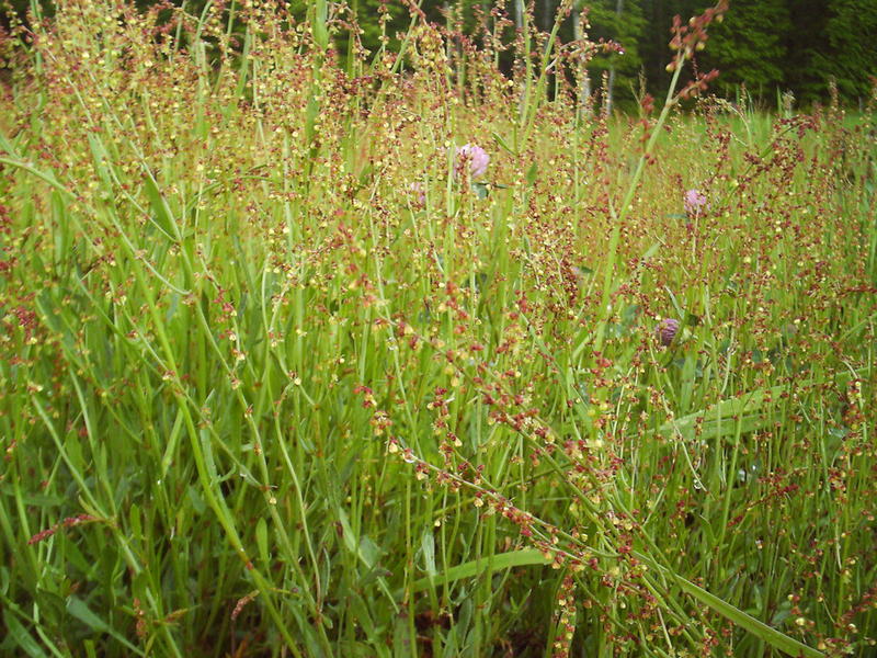 <p>&nbsp;blooming sorrel</p>