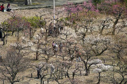 6041   cherry blossom trees