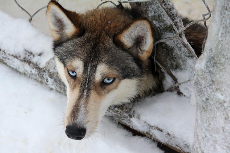<p>Blue-eyed husky, Finland 2012&nbsp;</p>