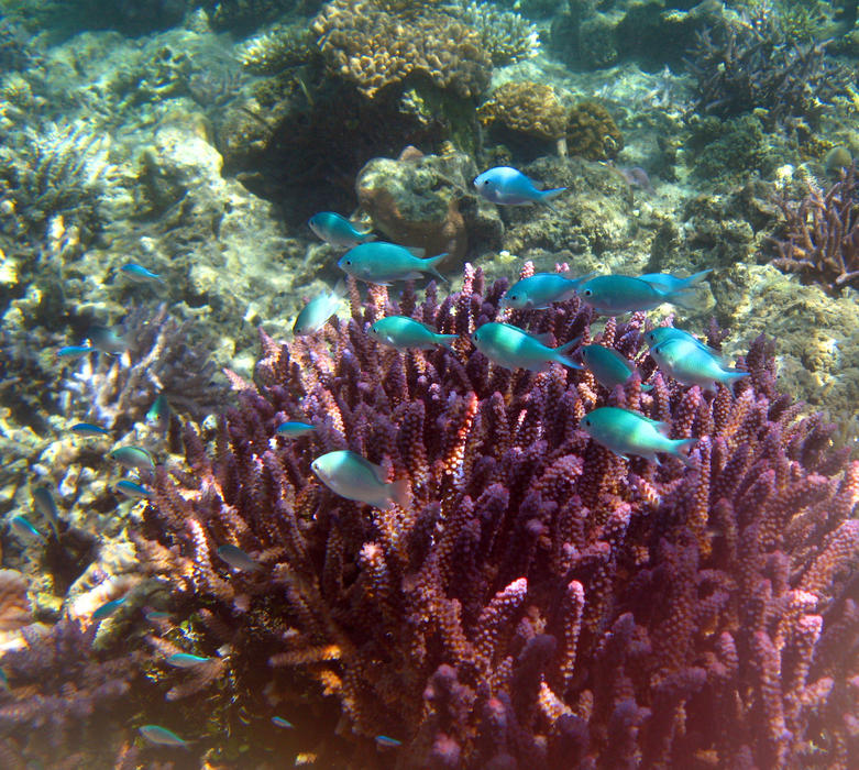 Shoal of blue tropical fish swimming past pink coral on a shallow offshore reef in the Fijian isalnds