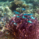 6312   Shoal of blue tropical fish