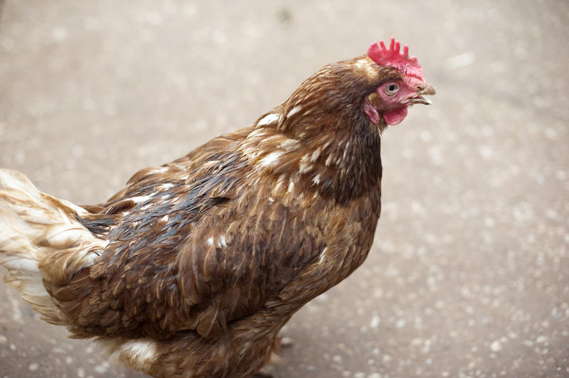 High angle view of a brown speckled hen in a farmyard kept for laying eggs for the table