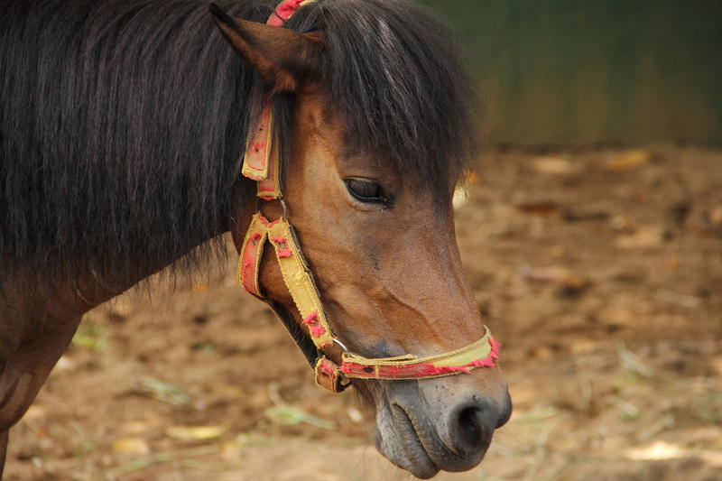 Horse taken at Zoo, Dehiwala, Srllanka