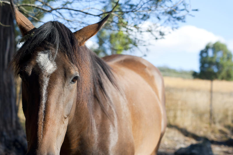 Closeup of the face of a brown horse standing outdoors under a tree